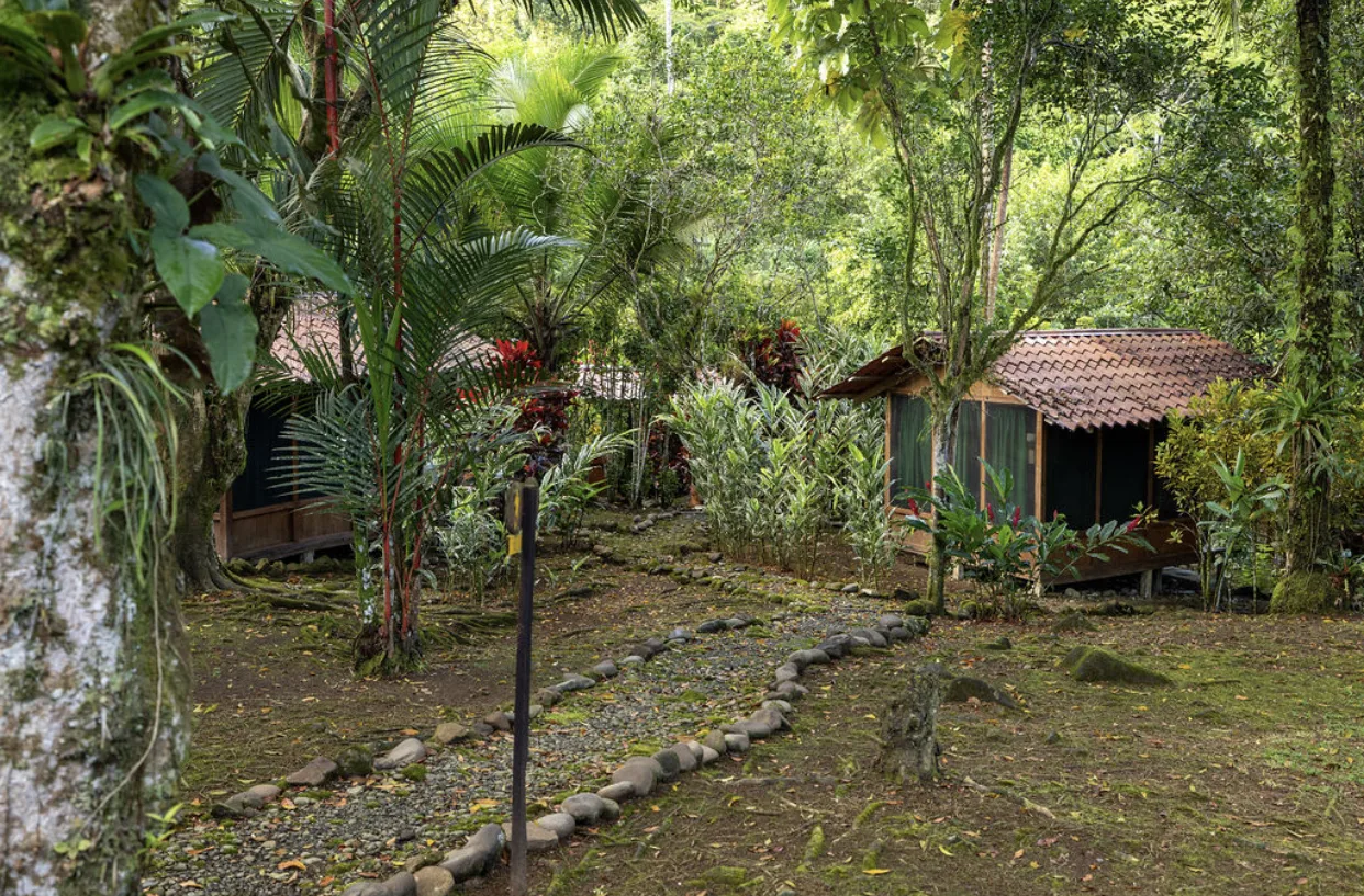 tropical eco-lodge surrounded by lush greenery and trees