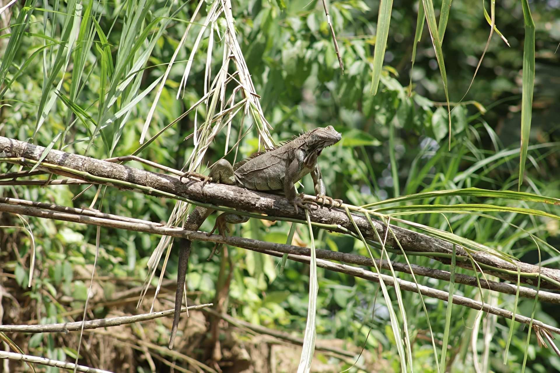 iguana on branch in lush jungle setting