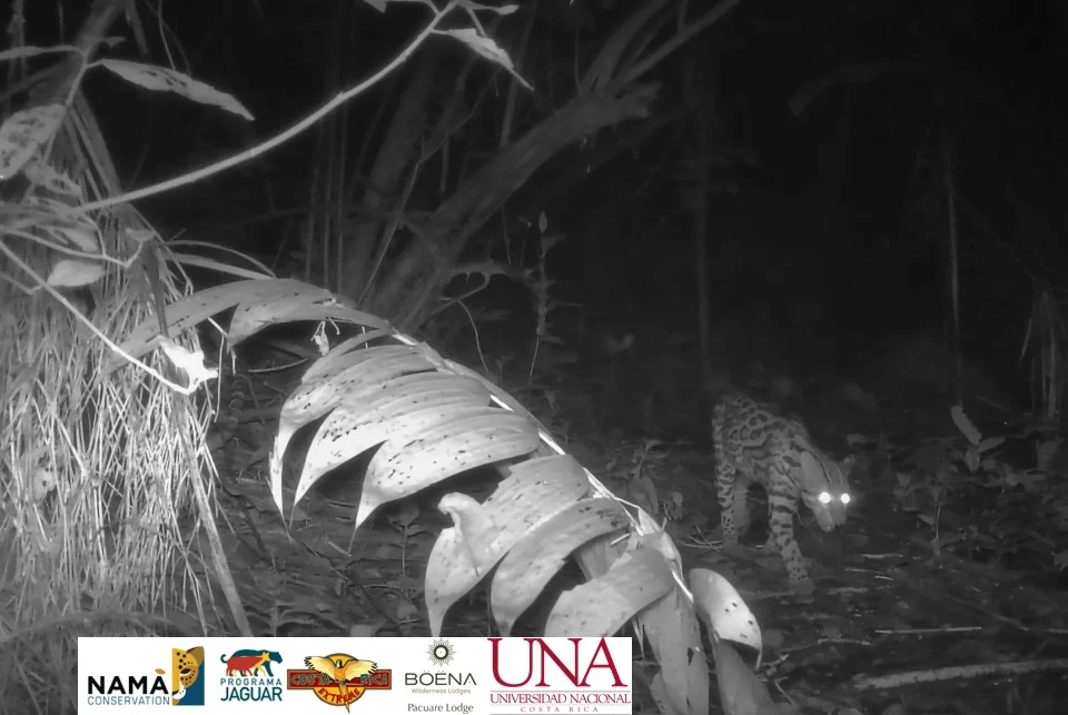 Jaguar in night vision at Pacuare River Ecolodge