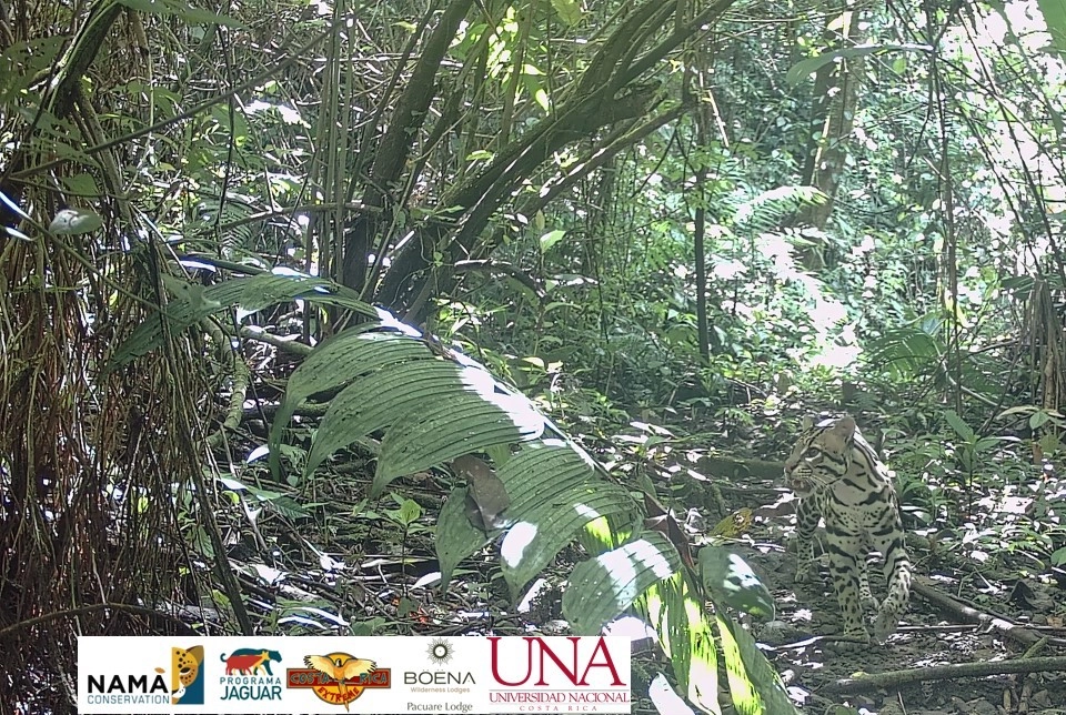 Ocelot in dense rainforest, Pacuare River Ecolodge