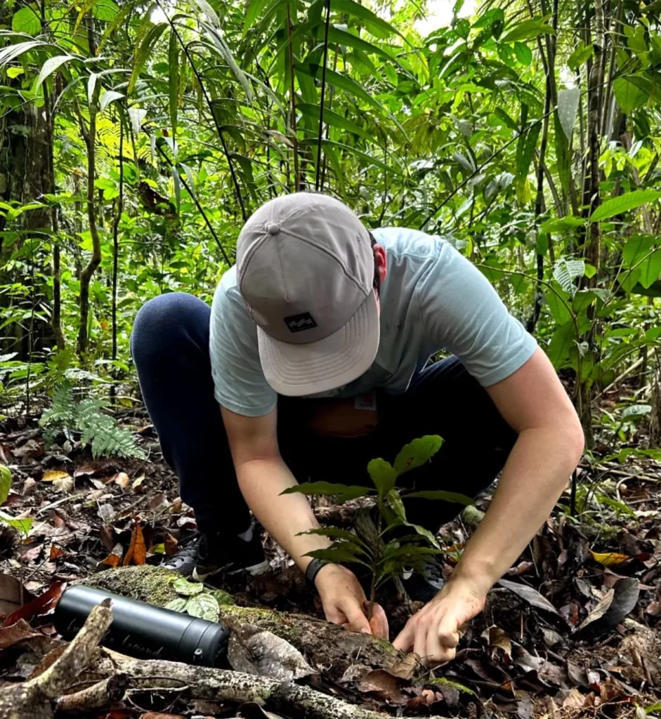 person planting sapling in lush rainforest