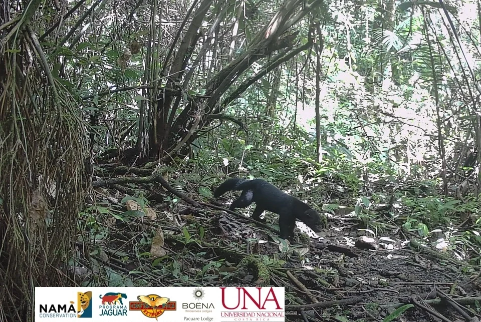 Tayra in tropical forest with conservation logos and date