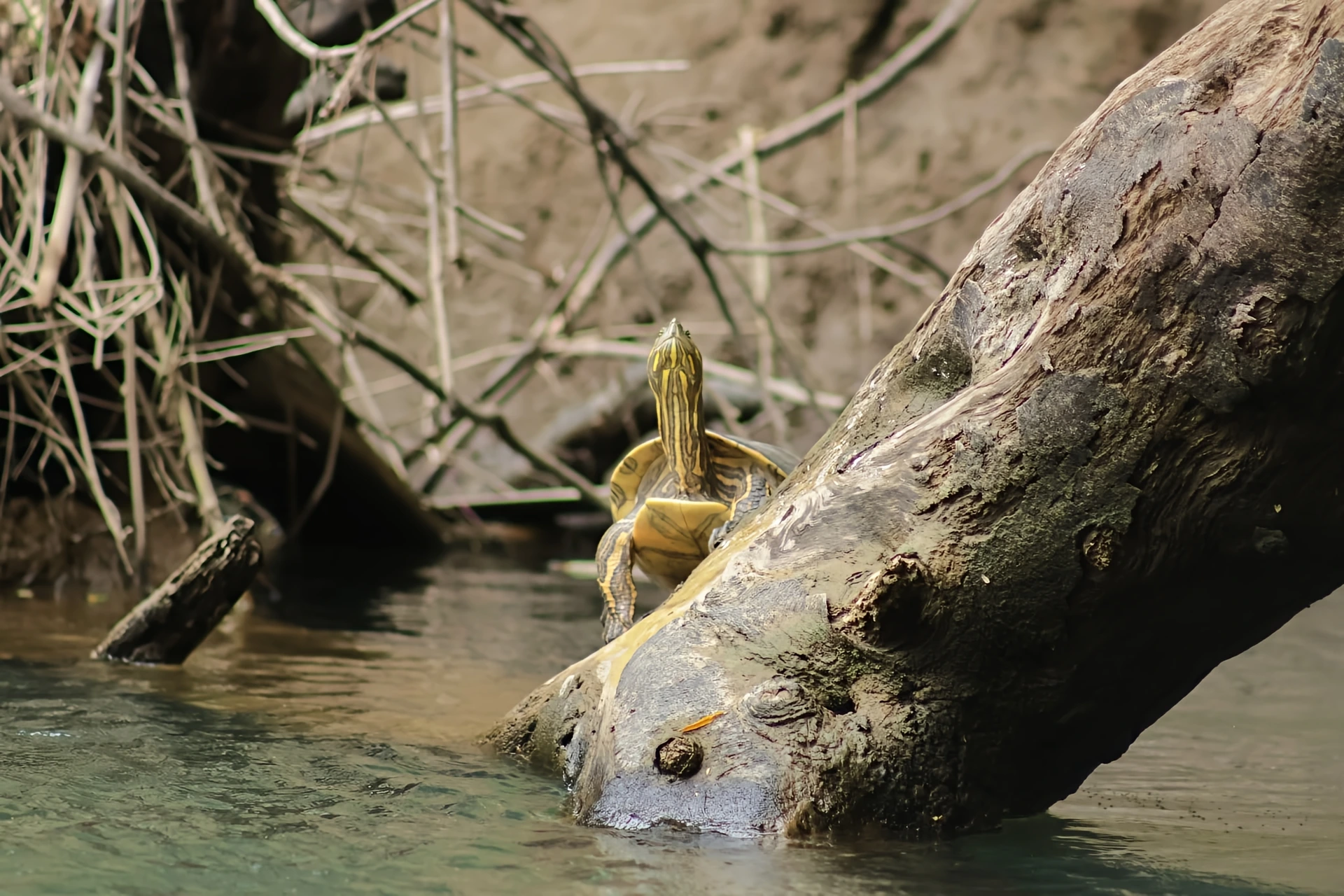 turtle on log in river surrounded by branches